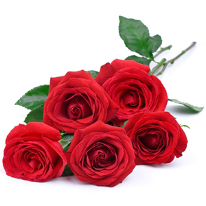 5  vörös Rózsa